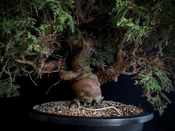 25N-62154 JUNIPERUS CHINENSIS ITOIWAGA