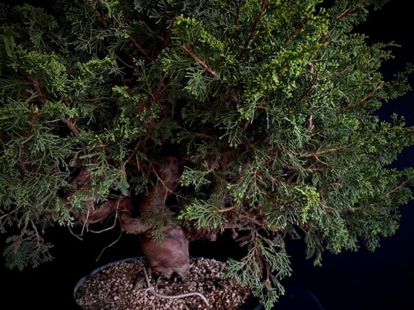 25N-62154 JUNIPERUS CHINENSIS ITOIWAGA