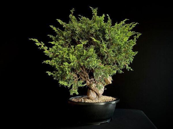 25N-62155 JUNIPERUS CHINENSIS ITOIWAGA