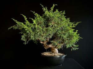 25N-62155 JUNIPERUS CHINENSIS ITOIWAGA
