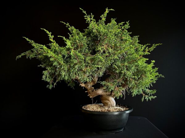 25N-62155 JUNIPERUS CHINENSIS ITOIWAGA