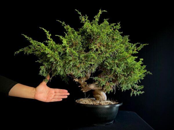 25N-62155 JUNIPERUS CHINENSIS ITOIWAGA