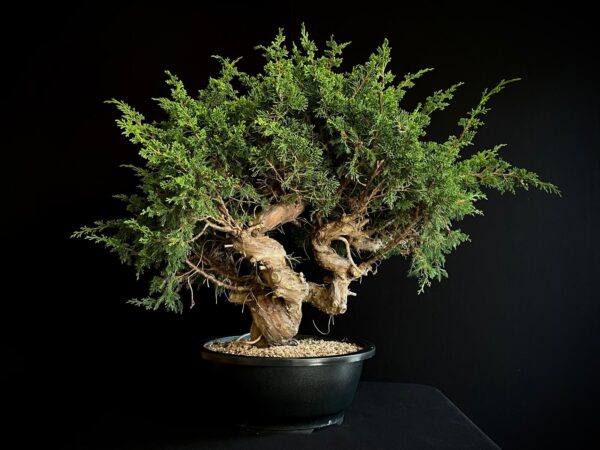 25N-62155 JUNIPERUS CHINENSIS ITOIWAGA