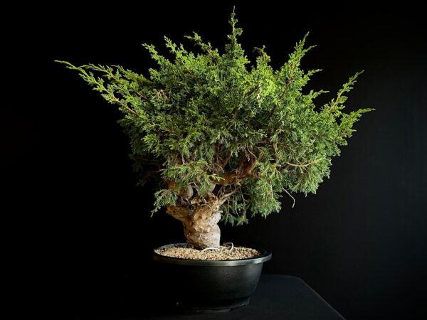 25N-62155 JUNIPERUS CHINENSIS ITOIWAGA