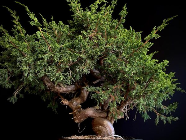 25N-62155 JUNIPERUS CHINENSIS ITOIWAGA