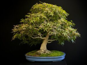 62165 ACER PALMATUM