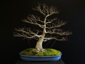 62165 ACER PALMATUM KATSURA