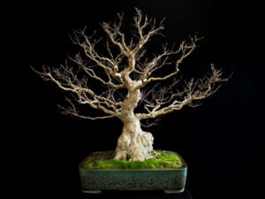 62166 LAGERSTROEMIA INDICA