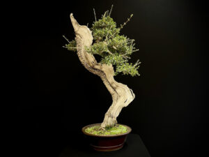 62167 OLEA EUROPEA SYLVESTRIS