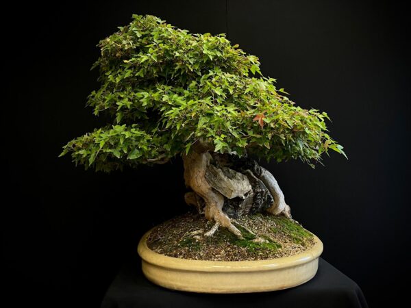 62168 Acer buergerianum