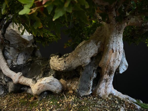 62168 Acer buergerianum