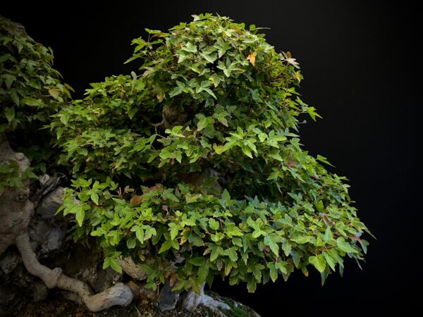 62168 Acer buergerianum