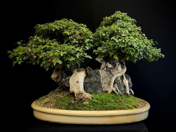 62168 Acer buergerianum
