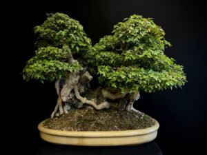 62168 Acer buergerianum