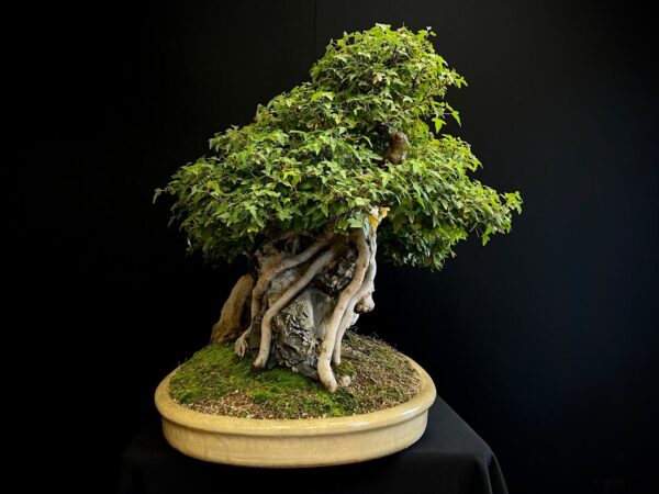 62168 Acer buergerianum