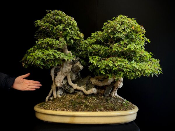 62168 Acer buergerianum