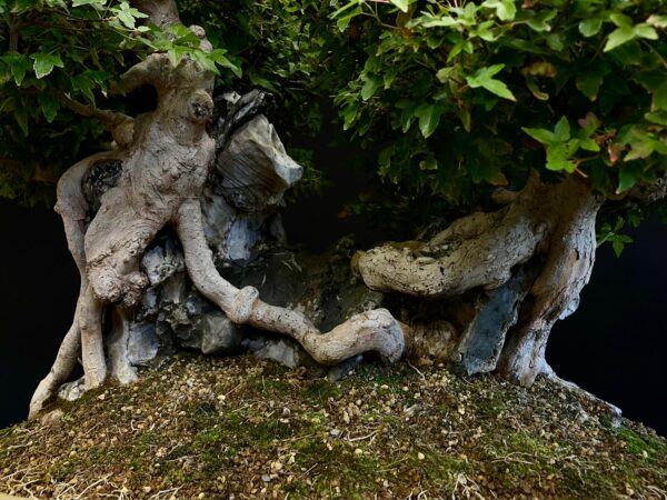 62168 Acer buergerianum