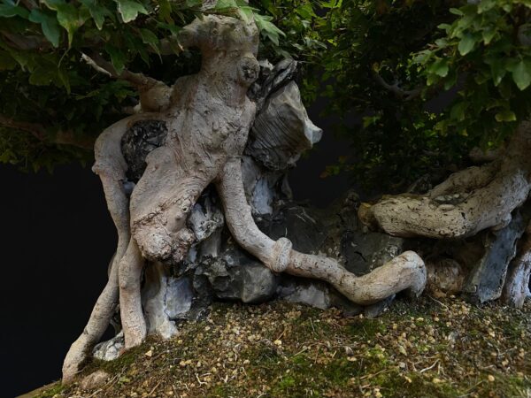 62168 Acer buergerianum