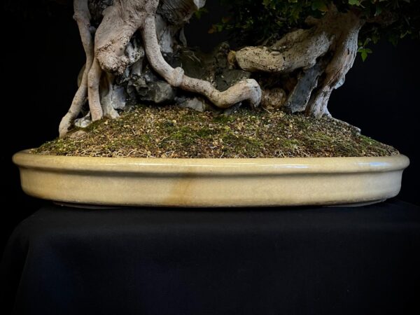 62168 Acer buergerianum