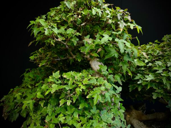 62168 Acer buergerianum