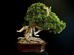 62169 PINUS SYLVESTRIS