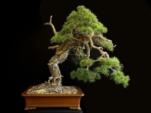62170 PINUS SYLVESTRIS