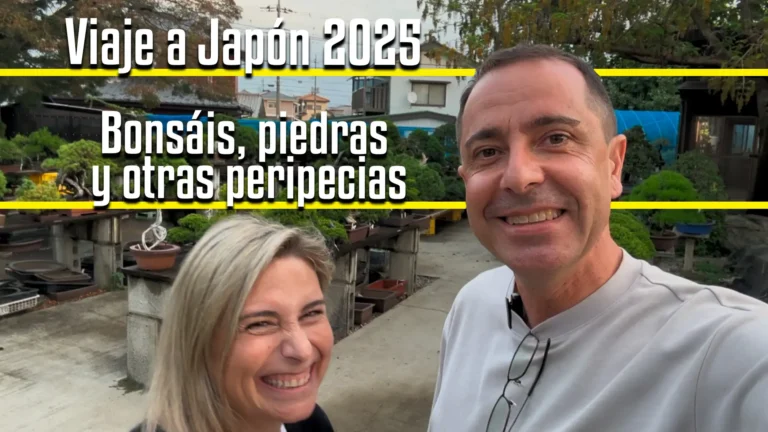 Video Viaje a Japón 2025 Bonsáis, piedras y otras peripecias