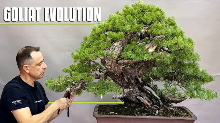 Goliat evolution