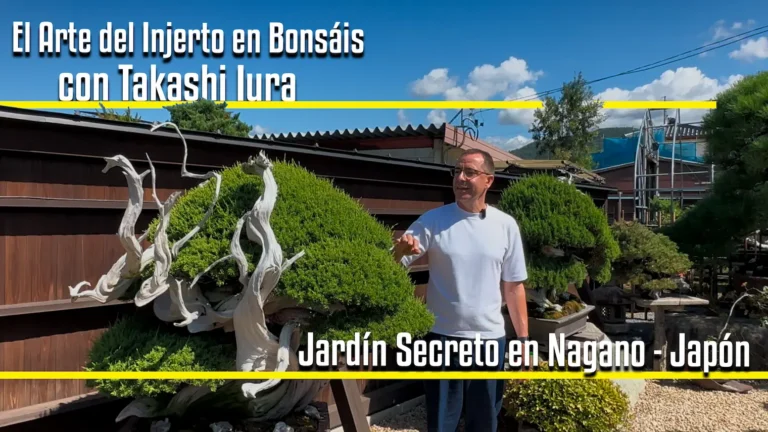 En el vivero de Yura-san: tradición, injertos y arte del bonsái en Nagano