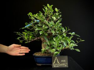 FICUS