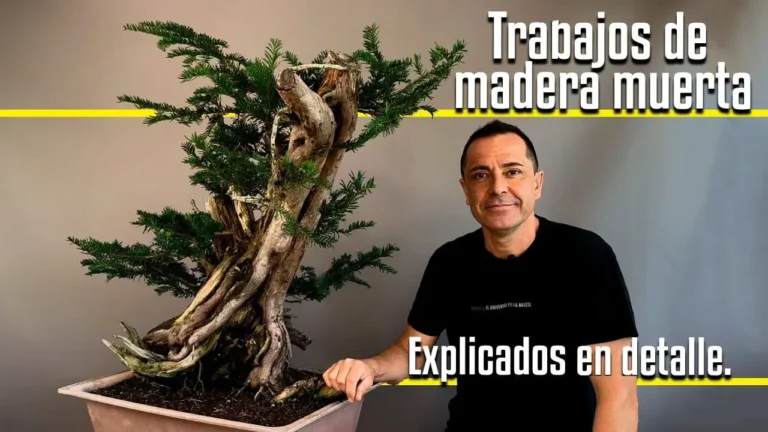 Trabajos de madera muerta