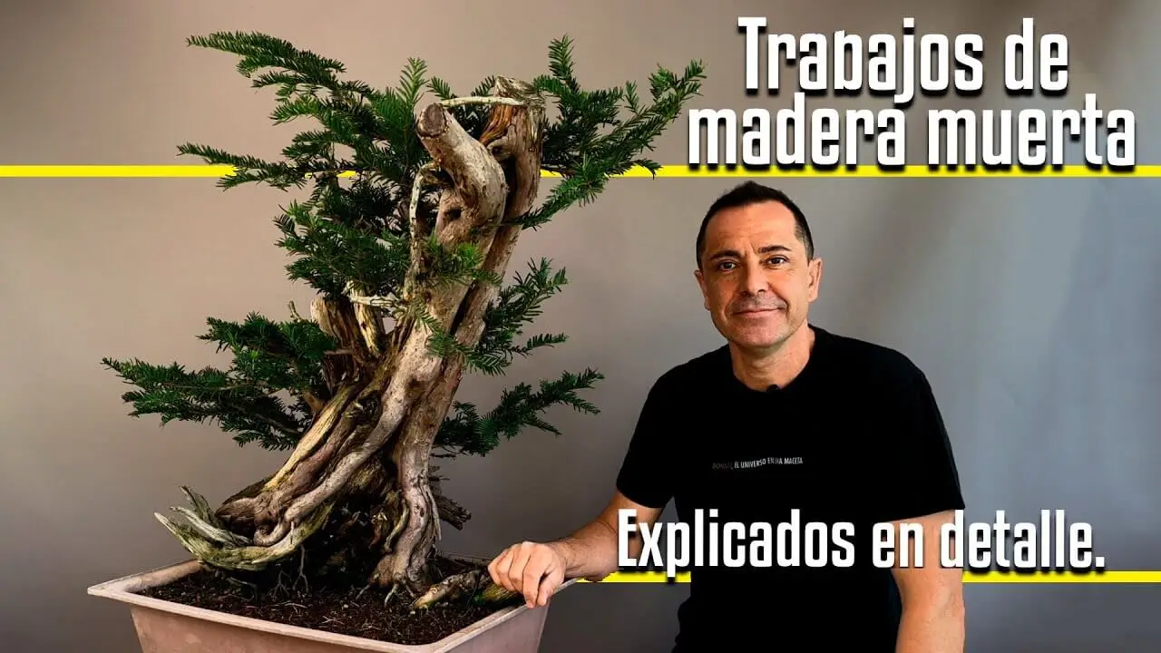 Trabajos de madera muerta