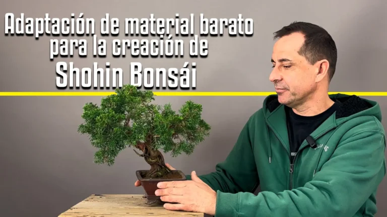 Adaptación de material barato para la creación de Shohin Bonsai