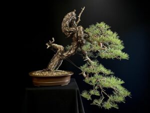 20905- PINUS SYLVESTRIS (1)