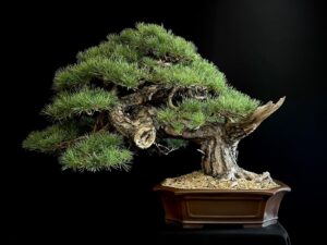 21N-7454 pinus sylvestris (1)
