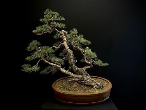 21N-8465 PINUS SYLVESTRIS (1)