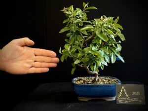 24. YB24-24 PYRACANTA