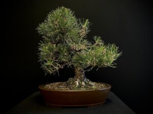 25I-IU-02 PINUS THUMBERGII (1)