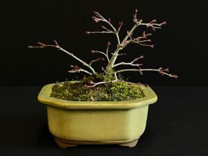 25I-NG-30 ACER PALMATUM