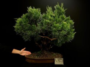 29. MP29-01 Juniperus