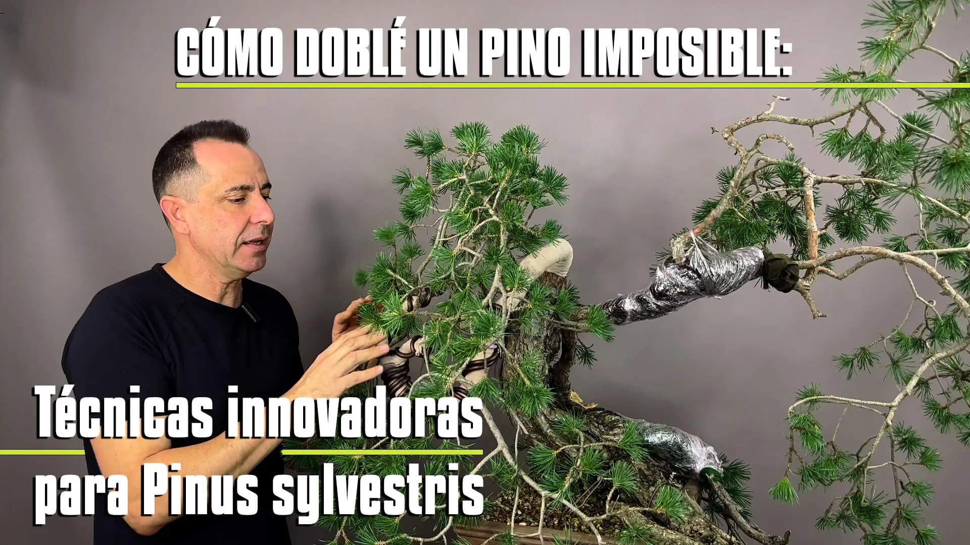 Cómo doblé un pino imposible: La técnica secreta del Pinus Sylvestris