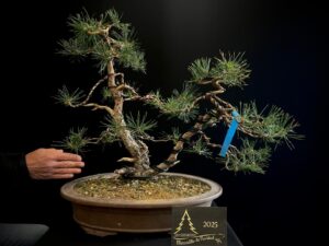 37. JAL37-04 PINUS SYLVESTRIS