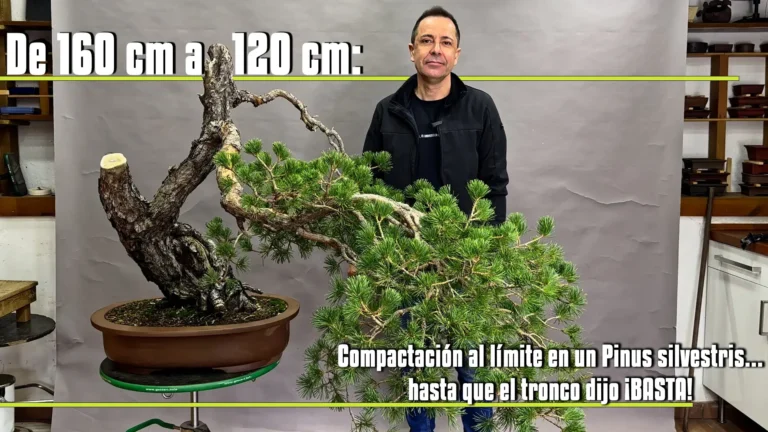 De 160 cm a 120 cm Compactación al límite en un Pinus sylvestris… hasta que el tronco dijo ¡BASTA!