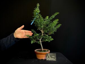 40. JL40-03 chamaesiparis