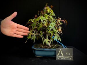 40. JL40-33 acer palmatum