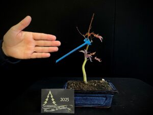 40. JL40-34 acer palmatum