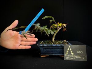 40. JL40-35 acer palmatum