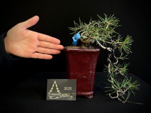 40. JL40-38 pinus thumbergi