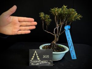 40. JL40-39 RHODODENDRON