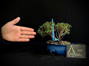 40. JL40-45 RHODODENDRON